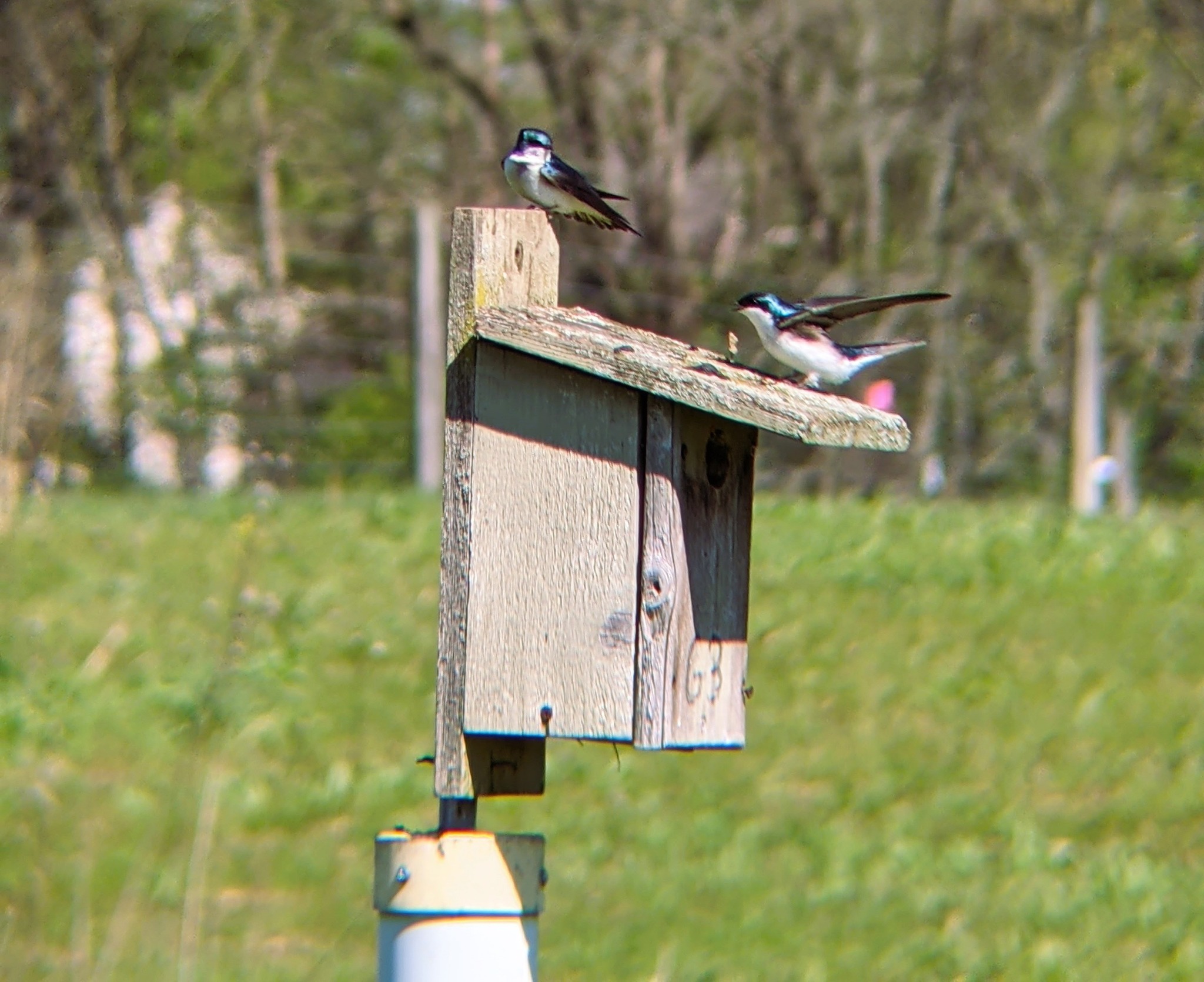 Bird Talk & Walk | Spring Migration